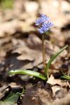 Scilla bifolia