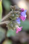 Pulmonaria longifolia
