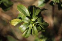Daphne laureola