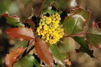 Berberis aquifolium