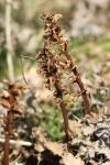 Orobanche amethystea
