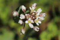 Microthlaspi perfoliatum