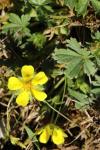 Potentilla verna
