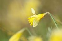 Narcissus pseudonarcissus