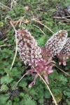 Petasites hybridus