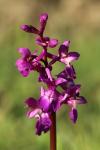 Orchis mascula