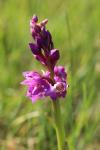 Orchis mascula