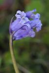 Hyacinthoides non-scripta