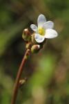 Saxifraga granulata