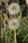 Taraxacum officinale