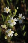 Rabelera holostea