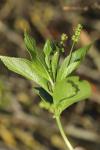 Mercurialis perennis