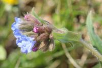 Pulmonaria longifolia