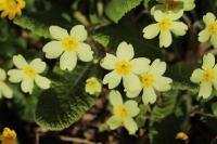 Primula vulgaris
