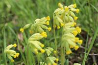 Primula veris