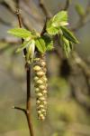 Carpinus betulus