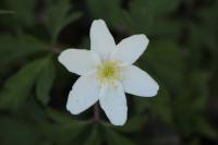 Anemone nemorosa