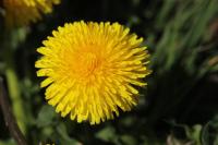 Taraxacum officinale