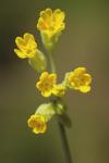 Primula veris
