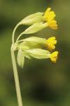 Primula veris