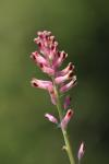 Fumaria officinalis