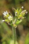 Cerastium glomeratum