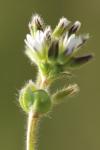 Cerastium glomeratum
