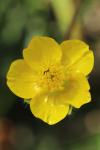 Ranunculus auricomus