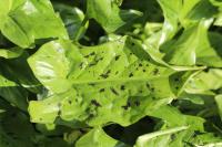 Arum maculatum