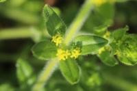 Cruciata laevipes