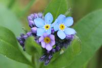 Myosotis arvensis