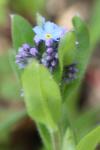 Myosotis arvensis