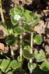 Veronica hederifolia