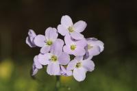 Cardamine pratensis