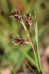 Luzula campestris