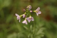 Cardamine pratensis
