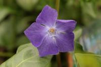 Vinca major