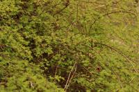 Symphoricarpos albus