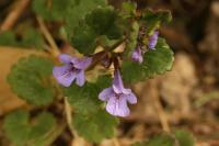 Glechoma hederacea