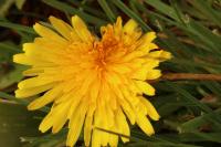Taraxacum officinale