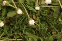 Bellis perennis
