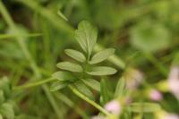 Cardamine pratensis