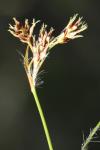 Luzula campestris