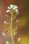 Capsella bursa-pastoris