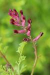 Fumaria officinalis