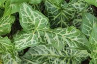 Arum italicum