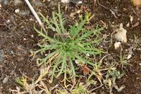 Plantago coronopus