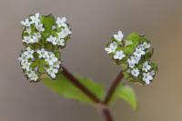 Valerianella locusta