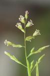 Poa annua