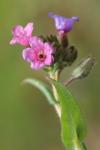 Pulmonaria longifolia